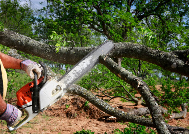 Best Arborist Services Near Me  in Felida, WA